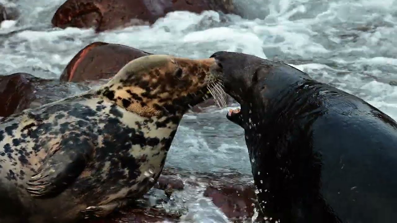 Grey Seals Fight before Mating (St. Abb's Head NNR, 2024)