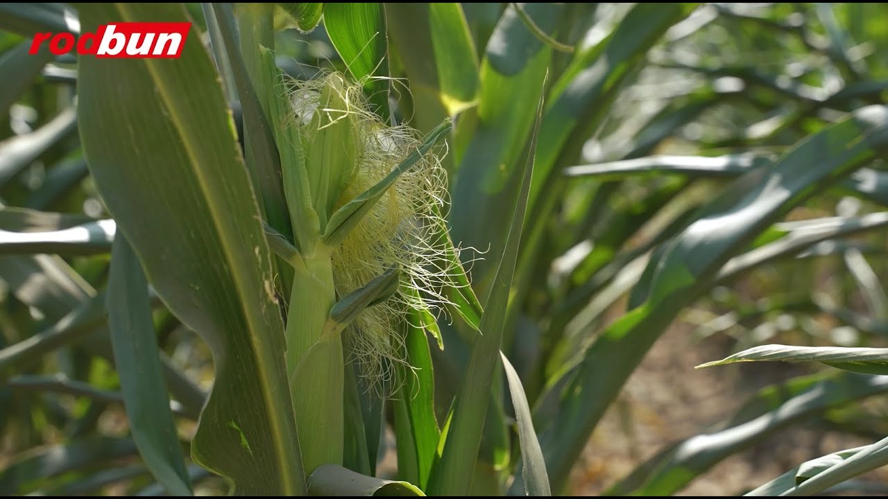Potențialul de producție al hibridului de porumb Olt