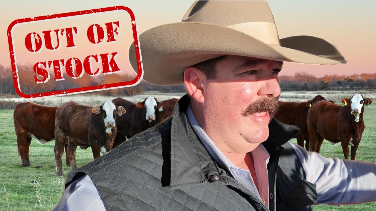 We Sold ALL Our Heifers! | Bar 7 Ranch