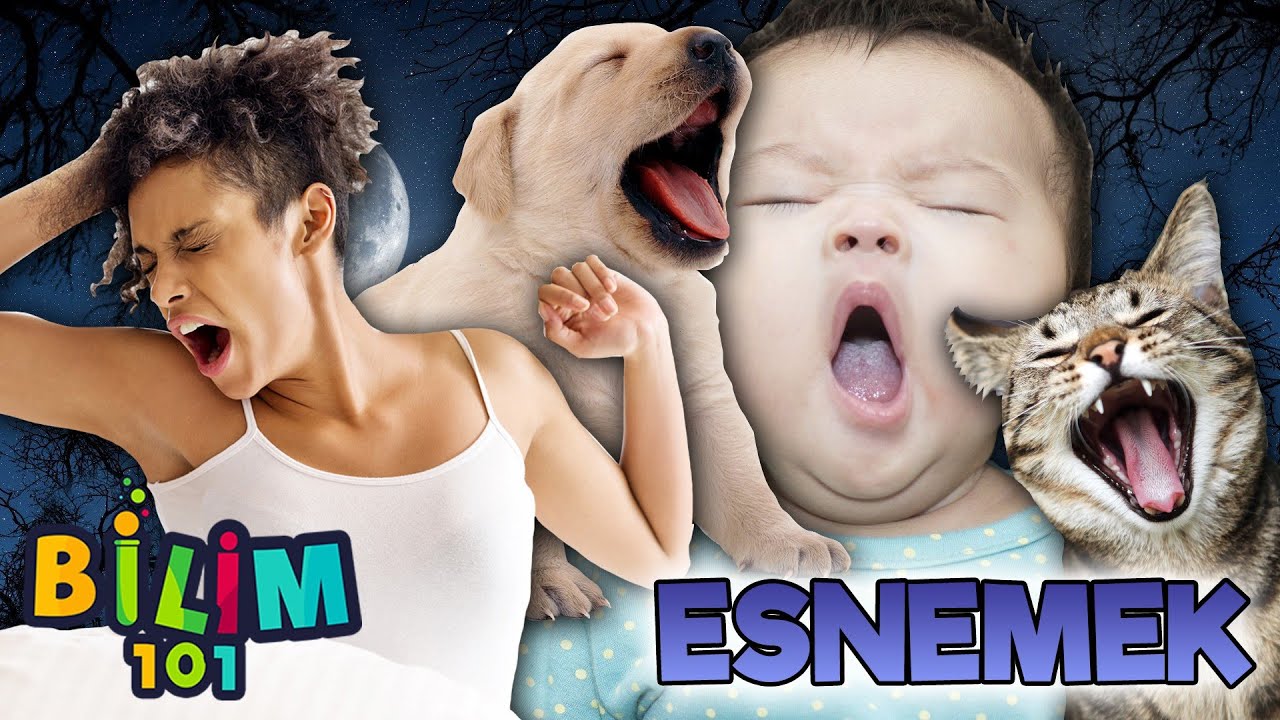 Esnemek Evrimsel Bir Süreç Mi? Neden Biri Esneyince Bizde Esniyoruz?
