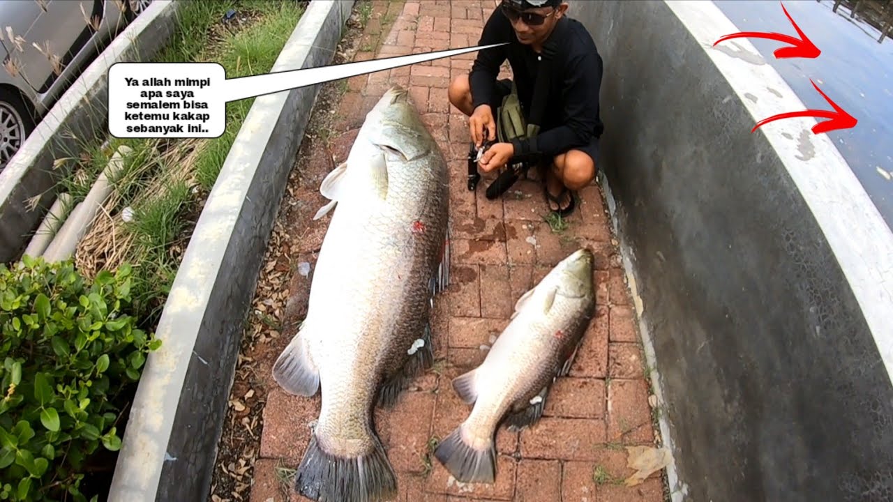 Fenomena Apa Lagi ini..!! Ratusan Kakap Besar Tiba
