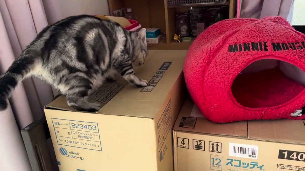 ラムちゃんのパトロール取っちゃった。ライ君の冒険
