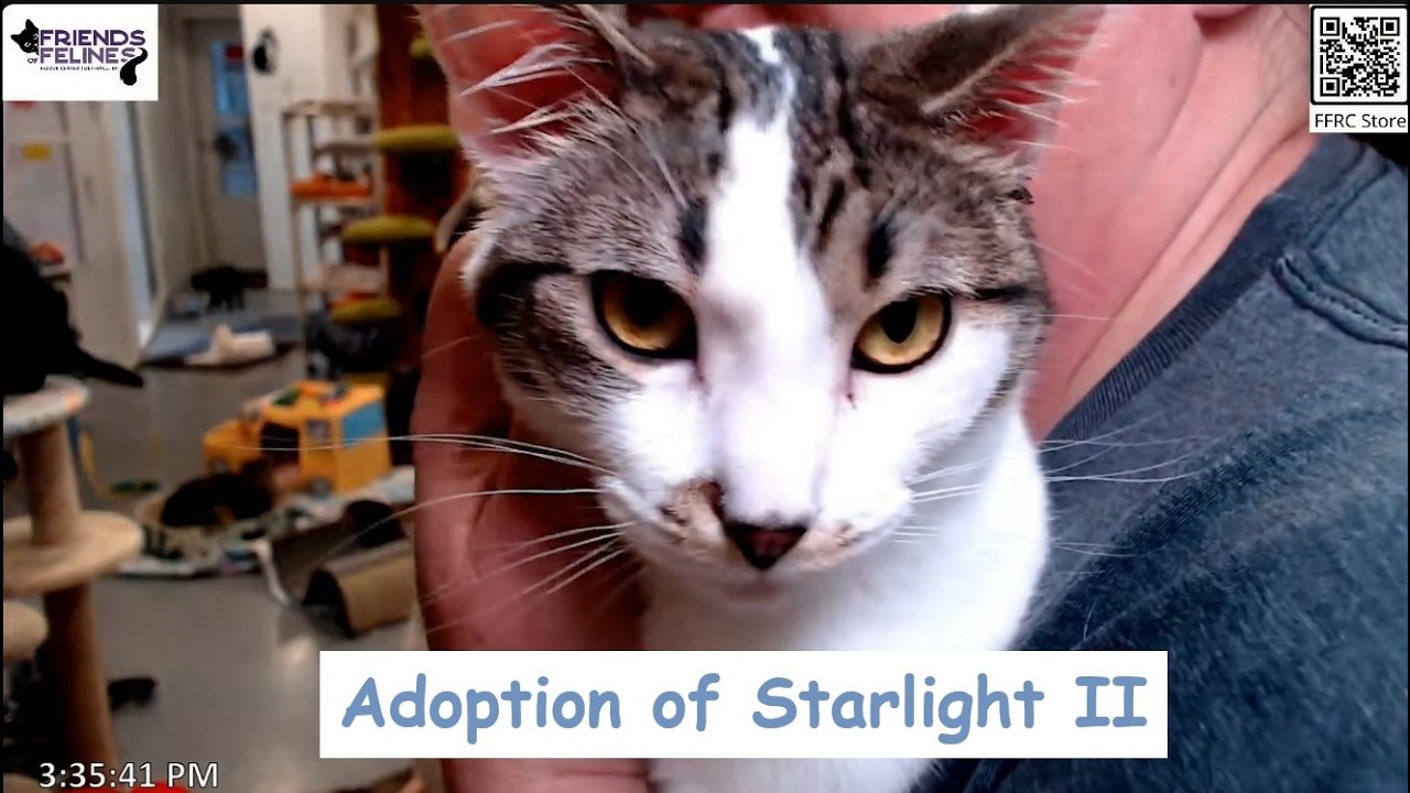 Adoption of Starlight II 03-20-2026  Friends of Felines Rescue Center (FFRC)
