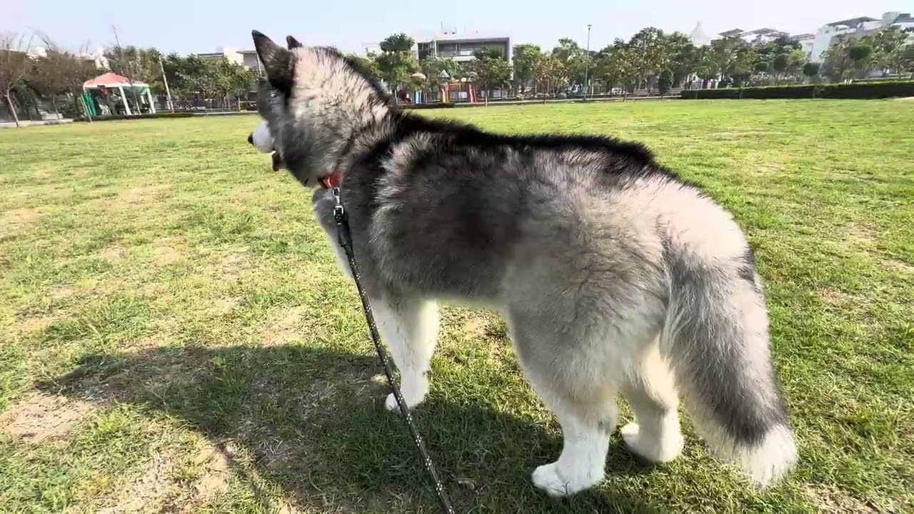 Park da hoya bura hall 💚 #parkvlog #park #doglife #huskylife #huskypuppy #hky #hkyoutube #myvlog 
