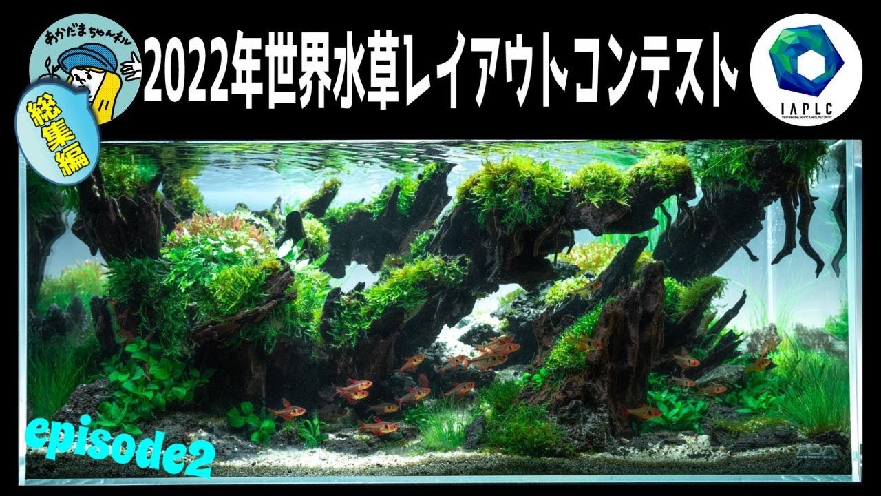【アクアリウム】2022年世界水草レイアウトコンテスト891位、episode2この水景が今年のあかだまちゃんデス！（総集編と振り返りIAPLC）