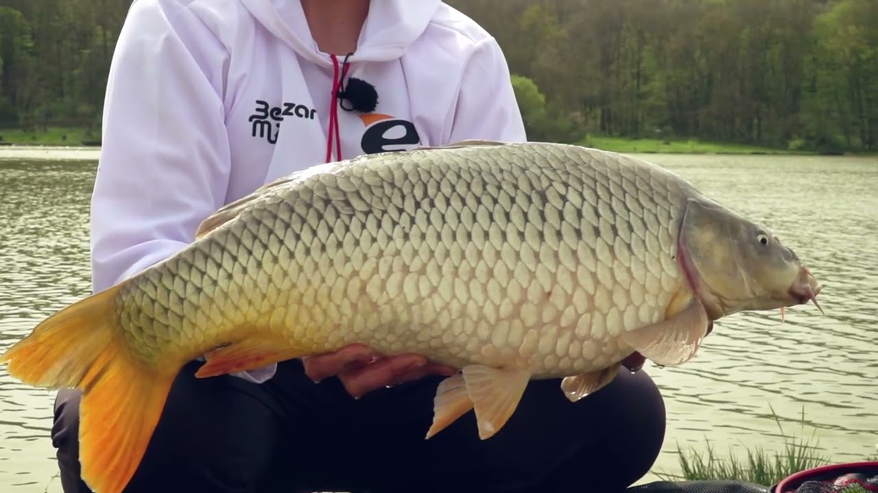 Pescuit Fără Frontiere - Cu Method Lake pe Nec Carp Lake