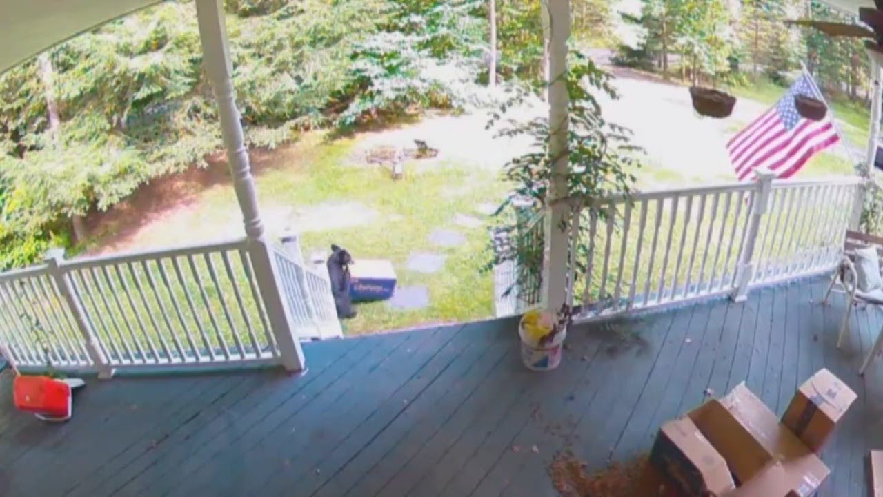 Bear steals box of dog food and other great videos