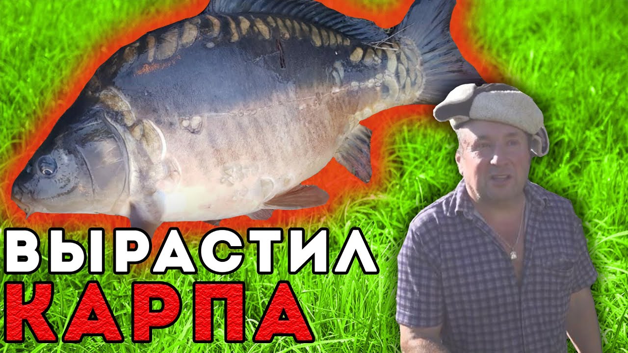 ЛОВЛЮ КАРПА В СВОЁМ ДАЧНОМ ПРУДУ | РЕКОРДНЫЙ ЭКЗЕМПЛЯР