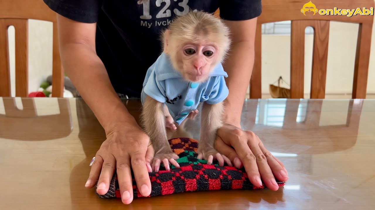 mother teaches monkey abi how to do housework