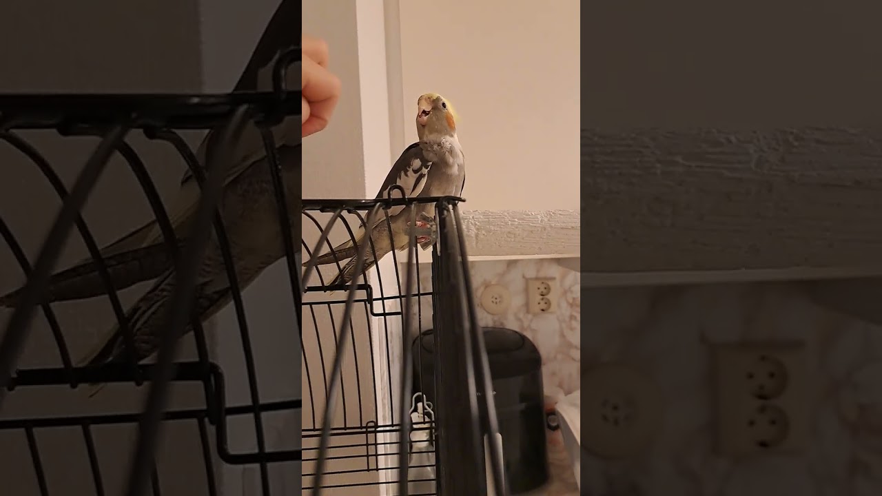 My sisters birds cute