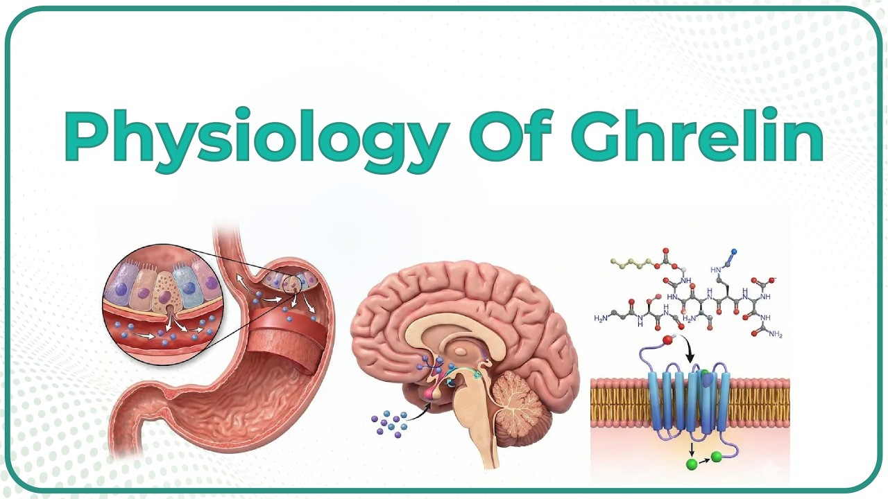 🍽️ Physiology of Ghrelin (Animation) | USMLE Step 1 | Hunger Hormone, GOAT Acylation, NPY/AgRP