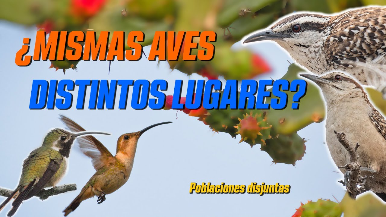 Poblaciones que SE MUEVEN | historias de Colibríes y Matracas