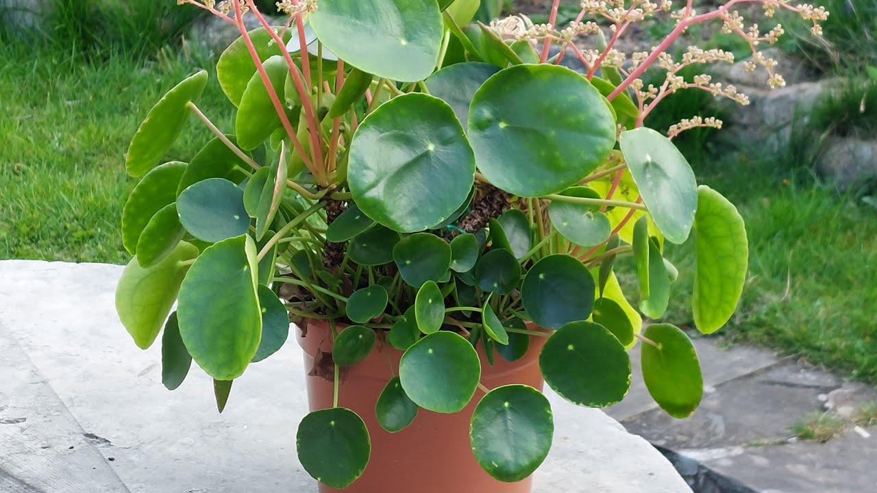 Pilea peperomioides : conseils soins et entretien