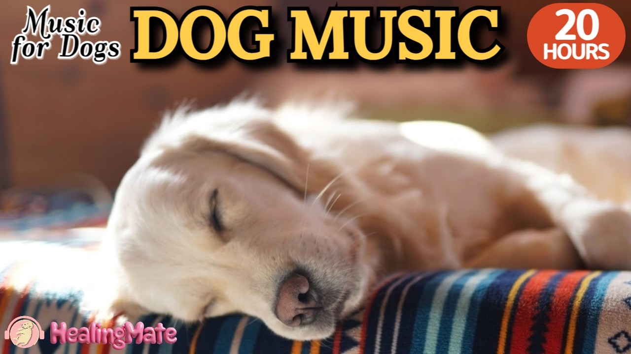 20 часов любимой музыки собак🐶💖Музыка для сна собак 🐶🎵 Музыка для снятия беспокойства при разлуке🎵