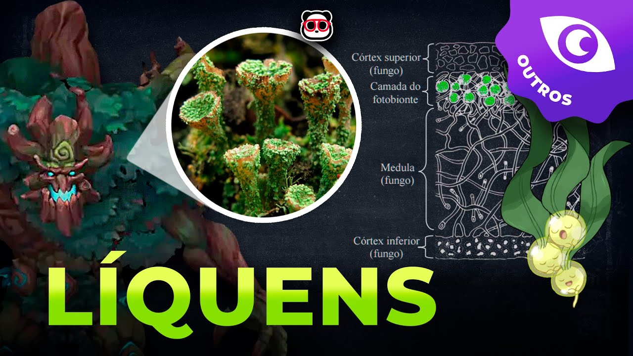 Tudo sobre os Líquens!