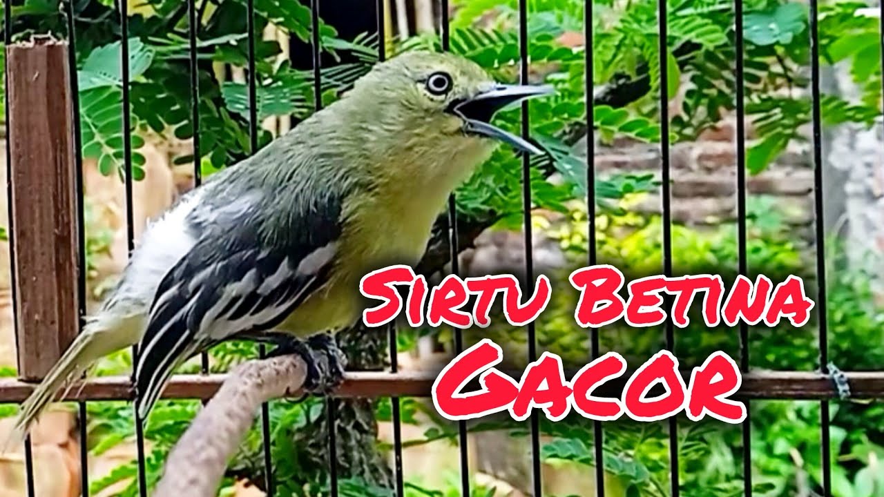 Suara Sirtu Betina Gacor Memanggil Jantan Ampuh