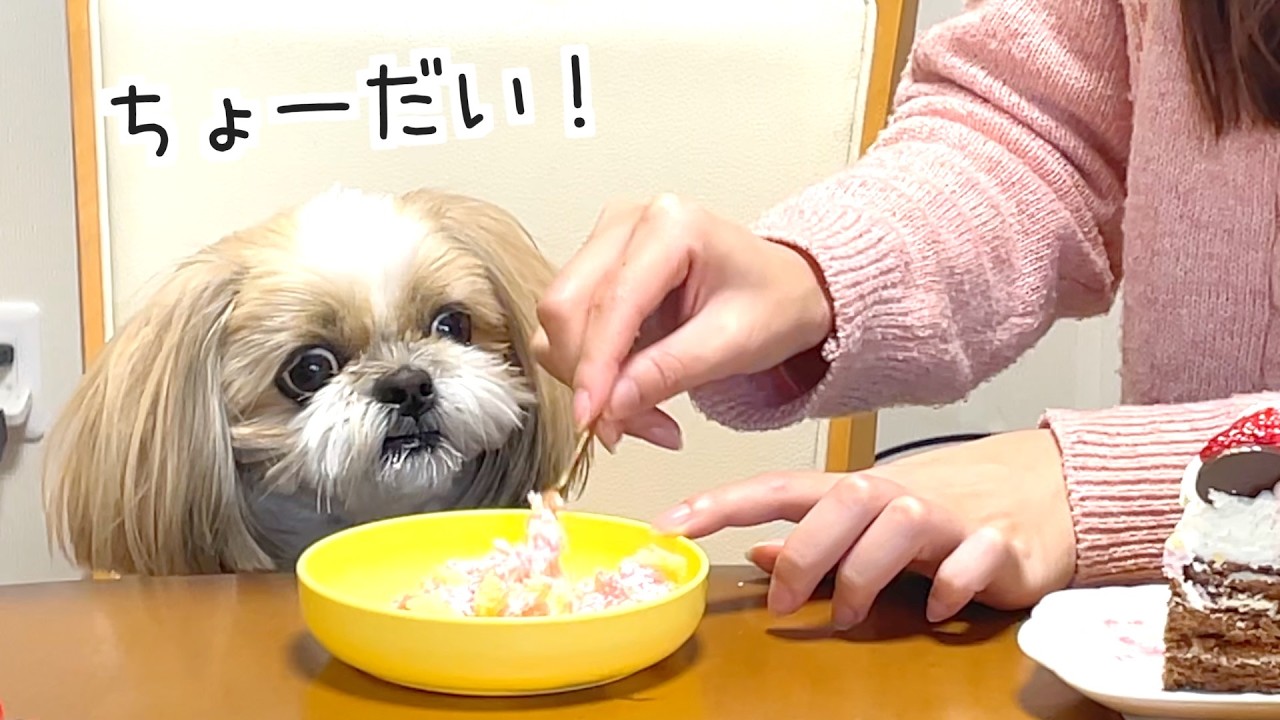【シーズー】おじいちゃん84歳のお誕生日をお祝いしてきたよ🎂