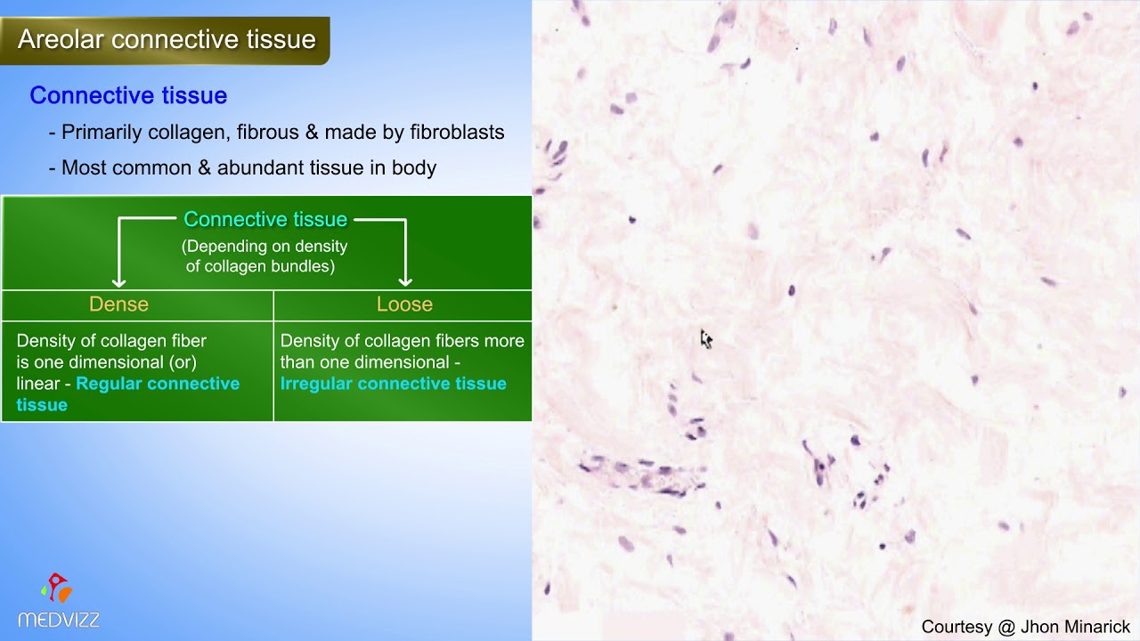 Histology of Areolar Connective tissue - Shotgun Histology