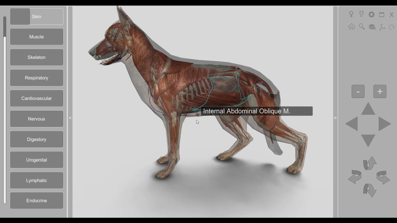 3D Dog Anatomy 2.00 for desktop