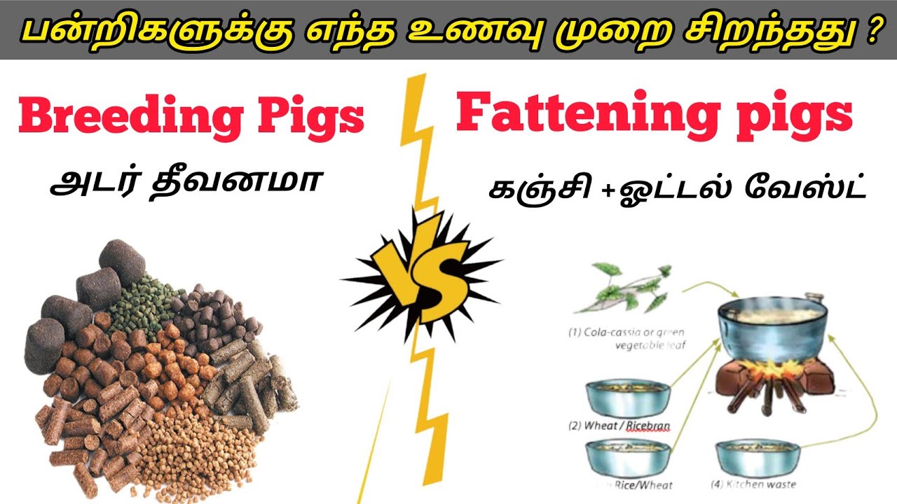 🐖பன்றிகளுக்கு சிறந்த உணவு எது அடர் தீவனமா ? ஹோட்டல் வேஸ்டா ? #pigfeed #farming