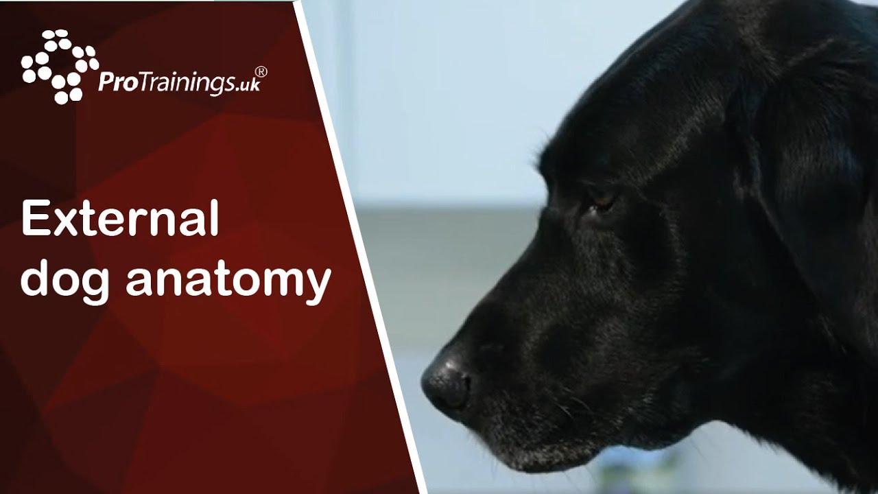 External dog anatomy