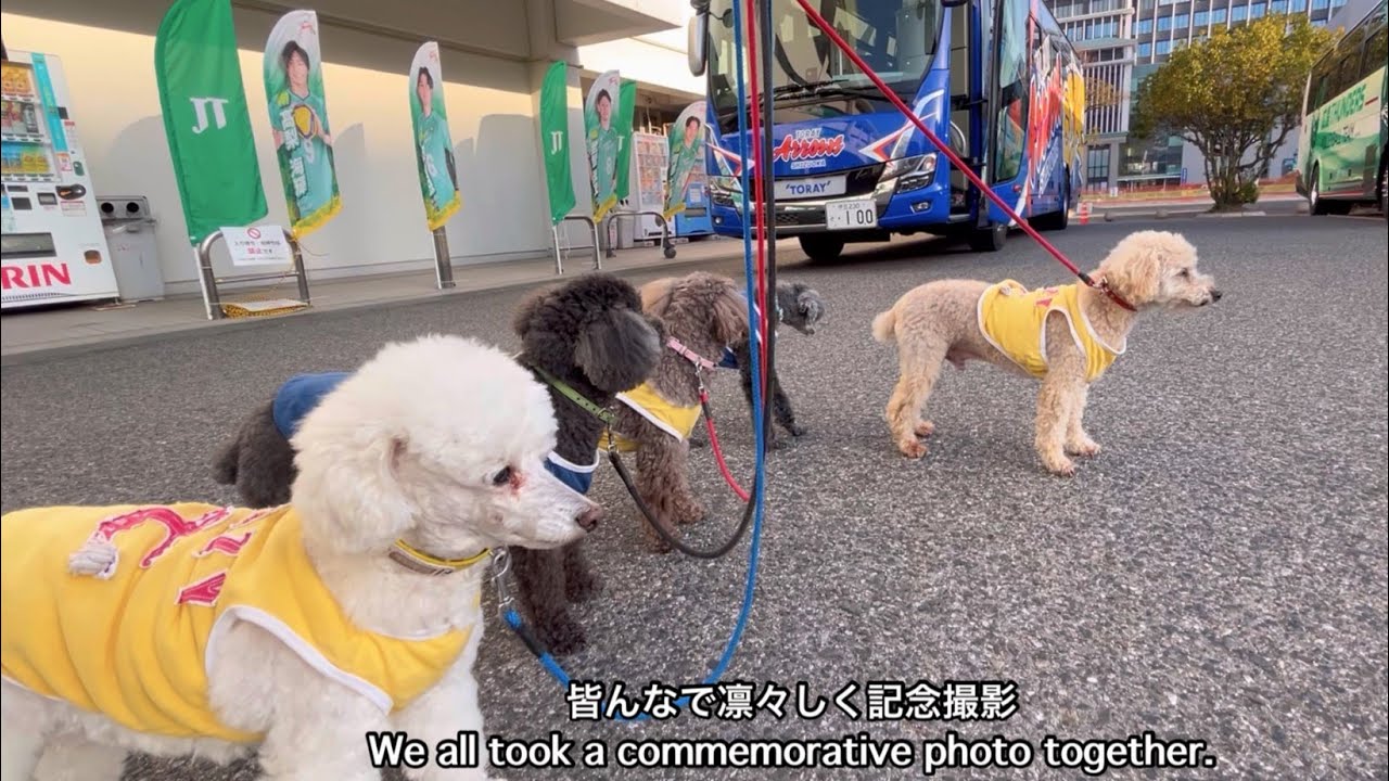 1月17日Vリーグ開催中の体育館をワンパトEveryday poodles