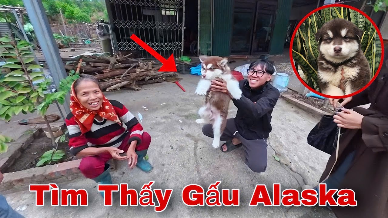 Đã Tìm Thấy Gấu Alaska Bị Mất Tích 5 Ngày Ở Nhà Thổ Dân Trong Rừng Sâu | Dương KC