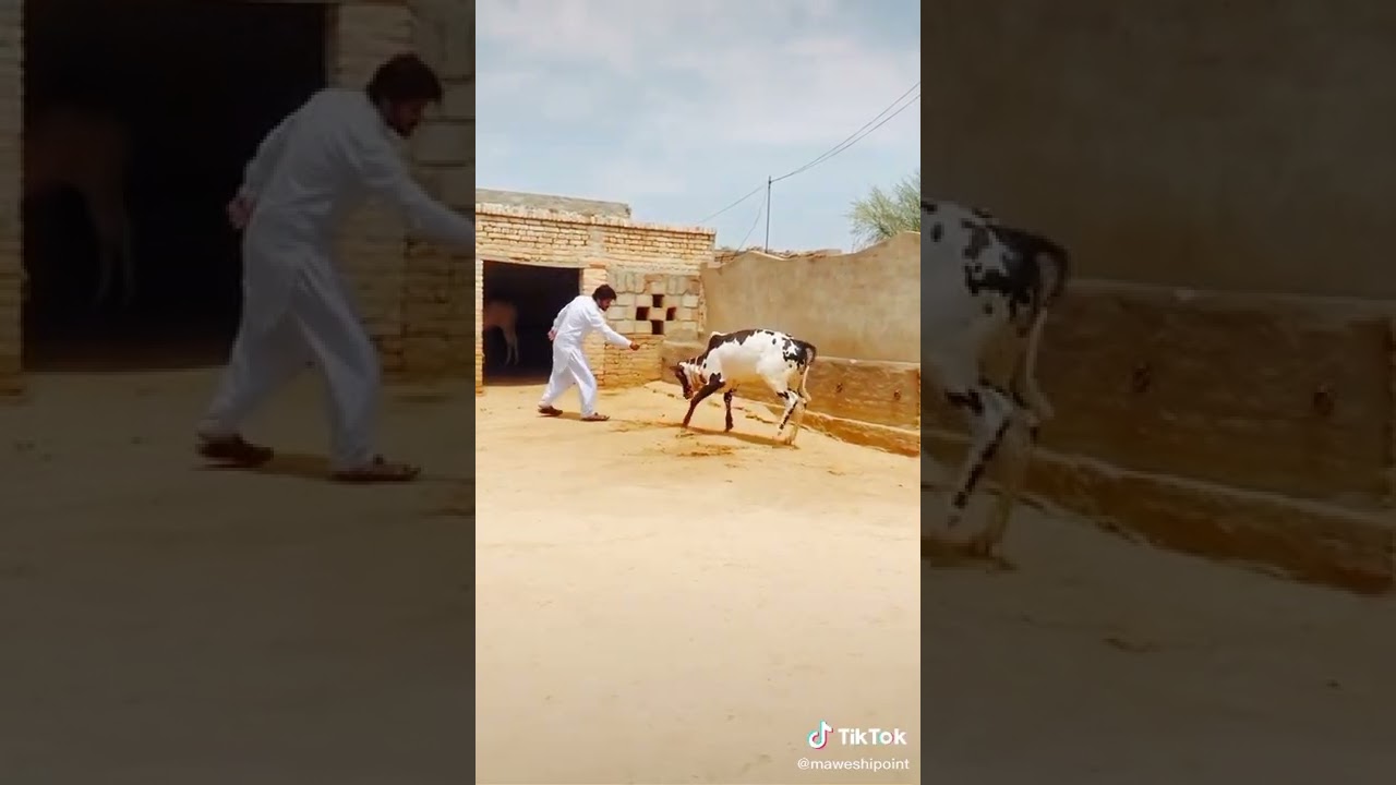 # bail race # fathjangi bulls # daba beauty
