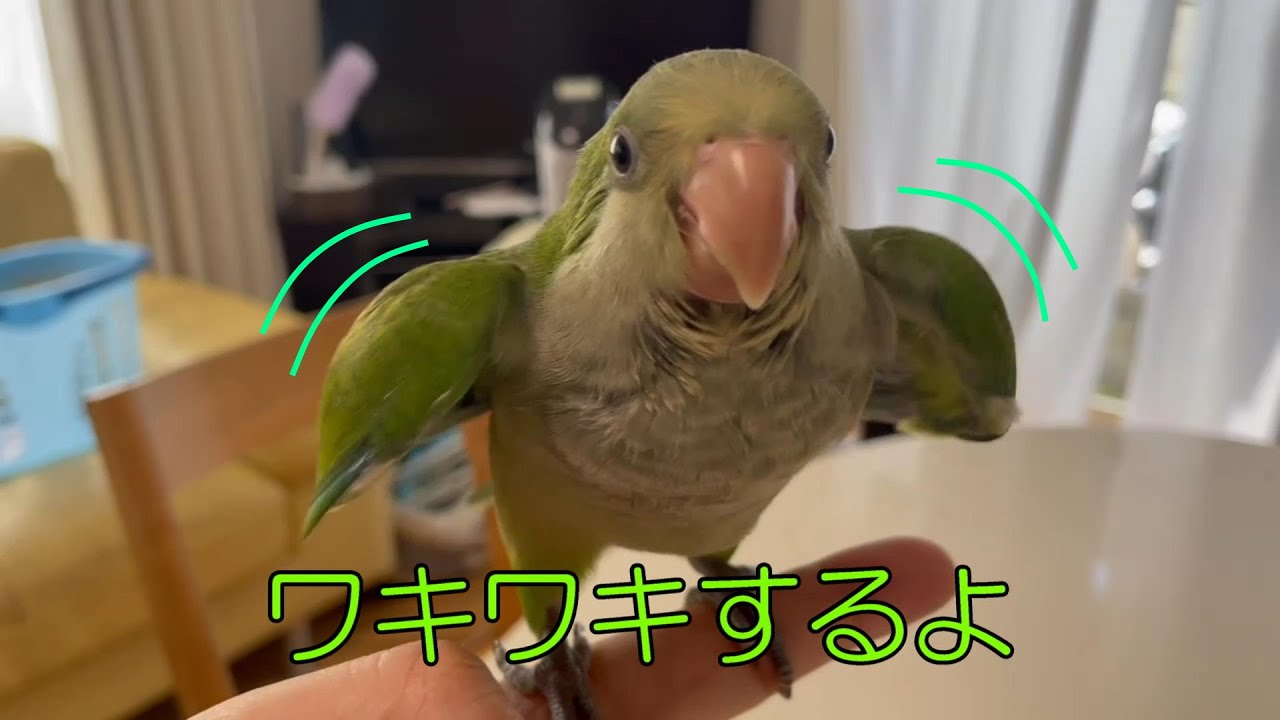 オキナインコ　ワキワキダンス & 挿餌