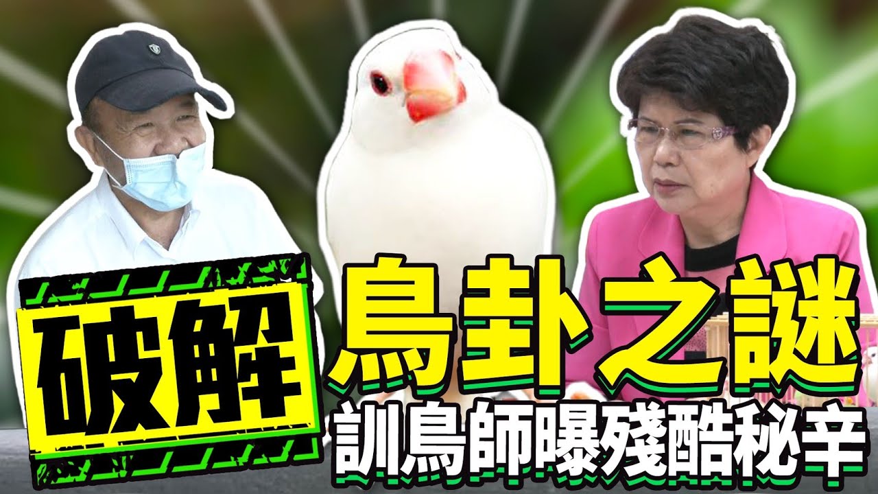 破解鳥卦之謎！ 訓鳥師曝算命背後殘酷秘辛｜Fortune teller｜Java sparrow