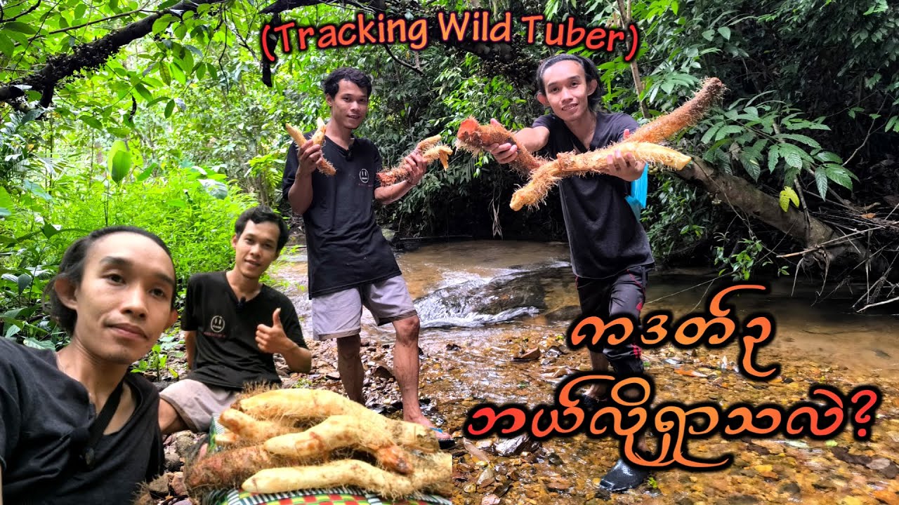 Digging Underground Wild Tubers | မိုးရာသီမှာသာထွက်တဲ့ 