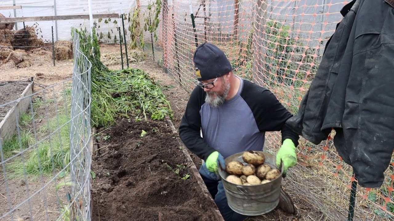 Harvesting the Last of the Potatoes on the Homestead
