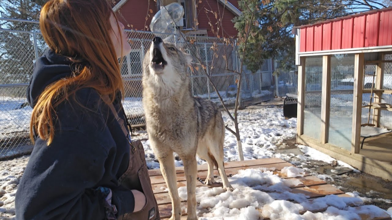 Howling with a coyote