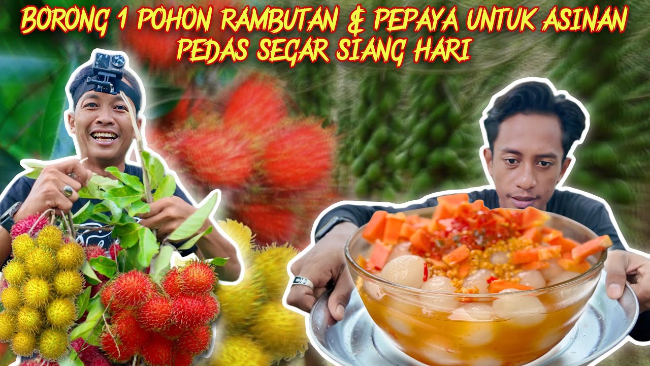 BORONG 1 GONI RAMBUTAN & KEBUN PEPAYA SEGAR PEDAS DI TENGAH GERIMIS