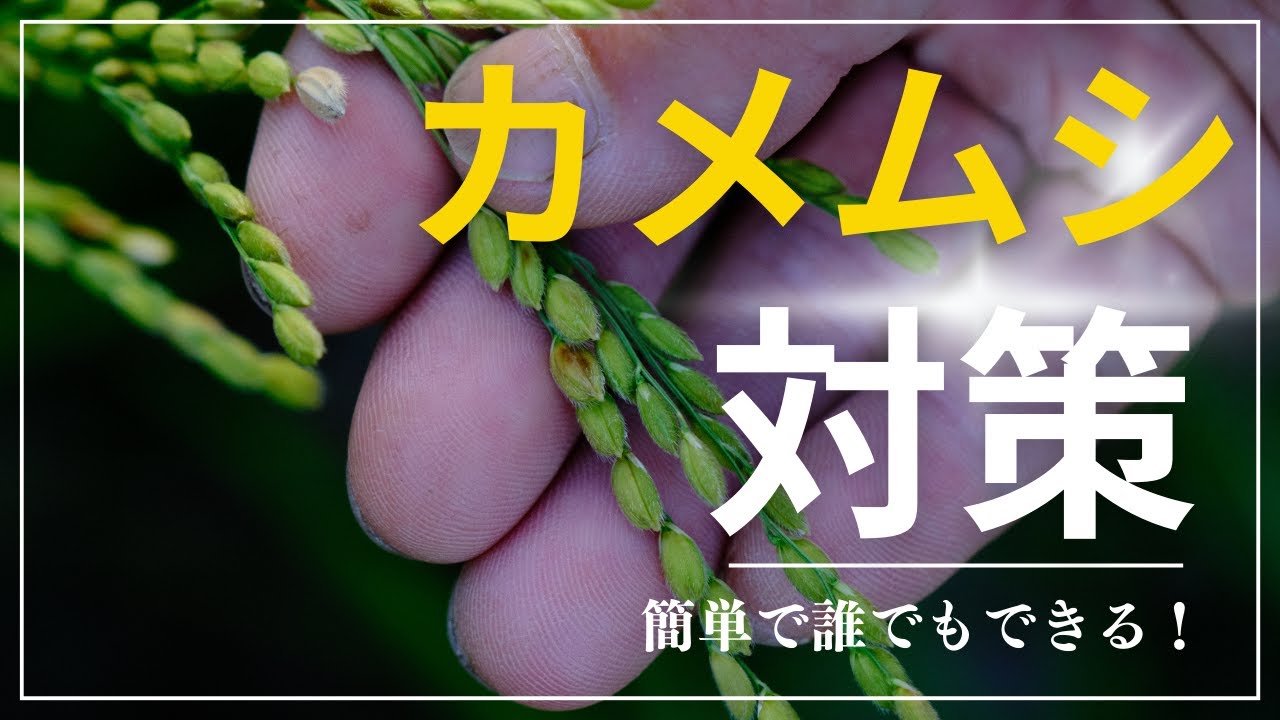 【自然稲作】2分でわかる！簡単で効果的な田んぼのカメムシ対策