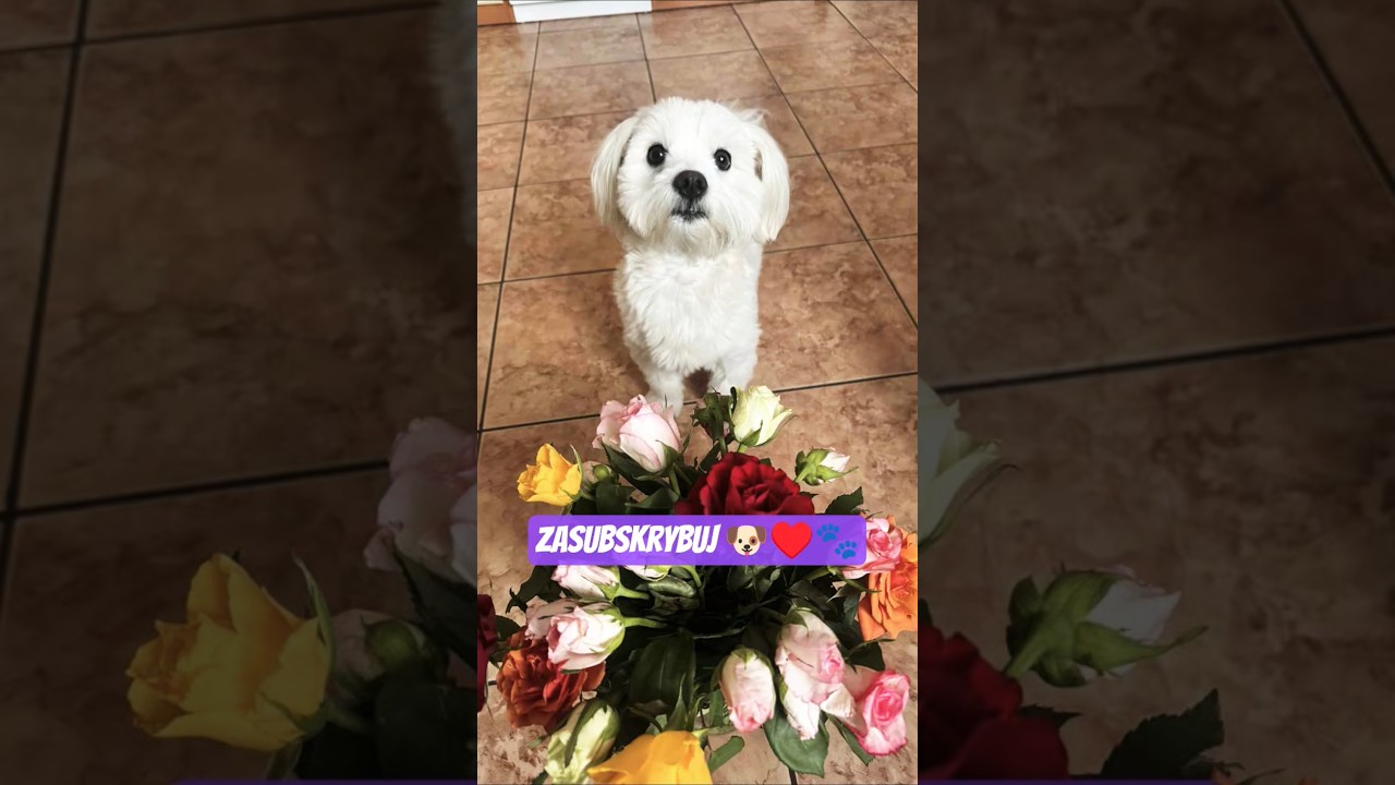 Nie przewijaj, to tylko pieska Kokos... 🐶&hearts;️🐾🥥 #trending #cat #pets #shorts #viral #trending