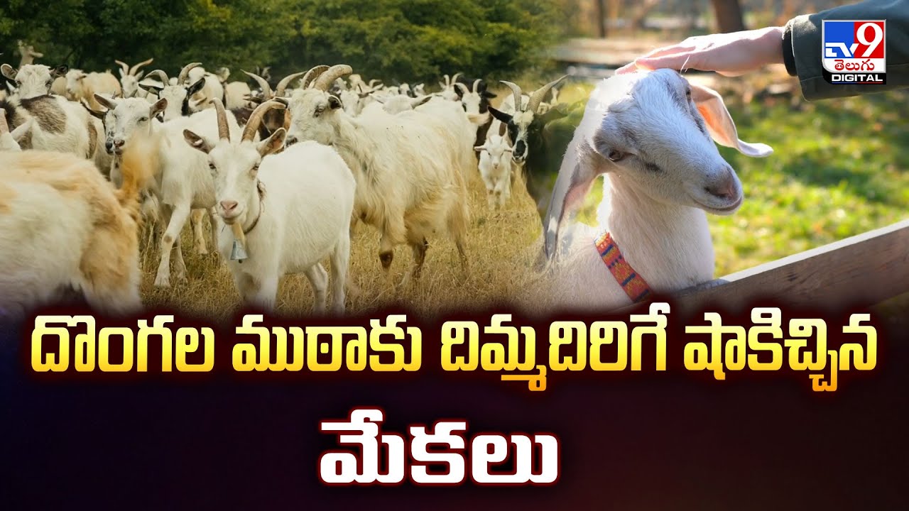 దొంగల ముఠాకు దిమ్మదిరిగే షాకిచ్చిన మేకలు.. - TV9