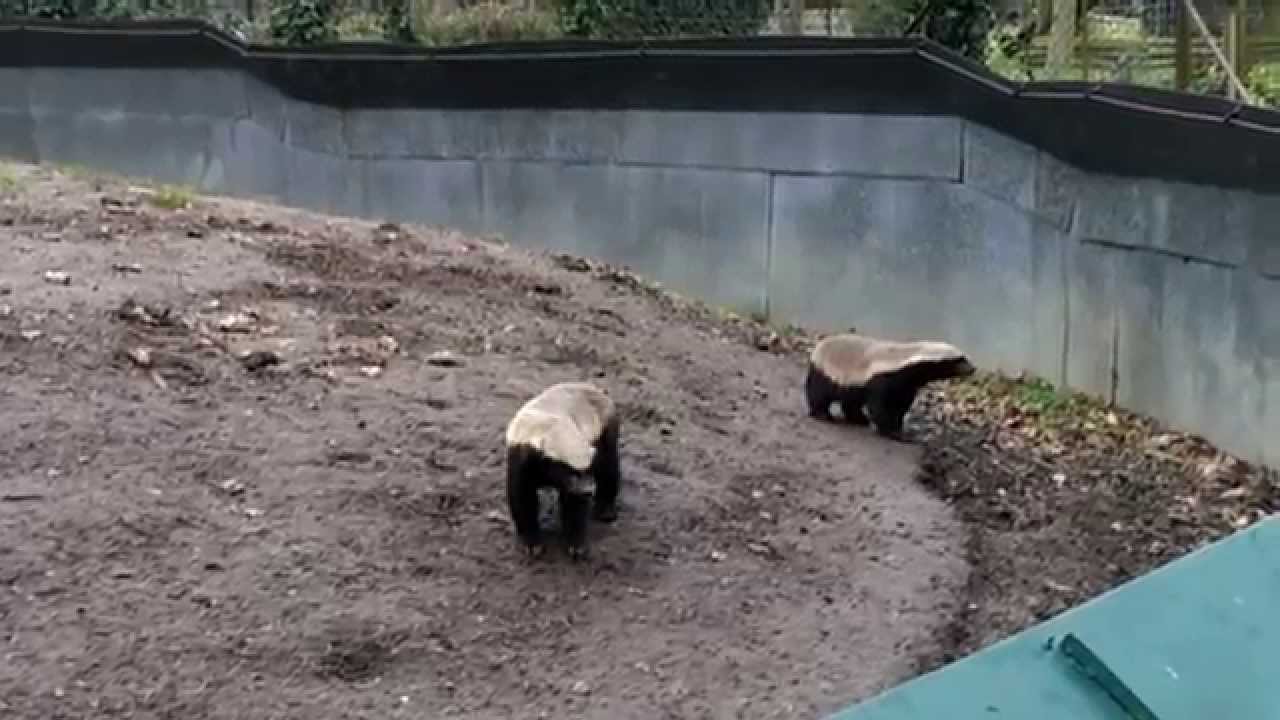 Honey badgers Tyson and Beebee