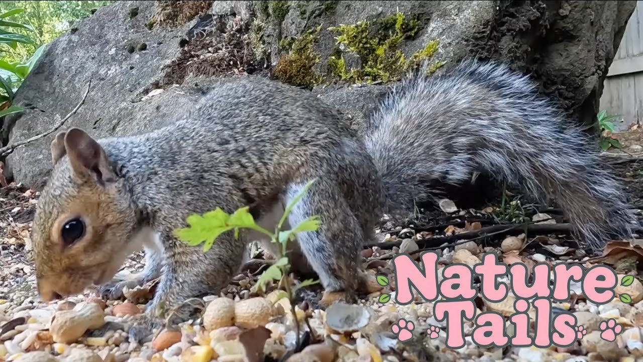 Cat Tv Nature Tails Wild Life Indoor Pet Entertainment Tv - Squirrels & Birds Videos for Cats & Dogs
