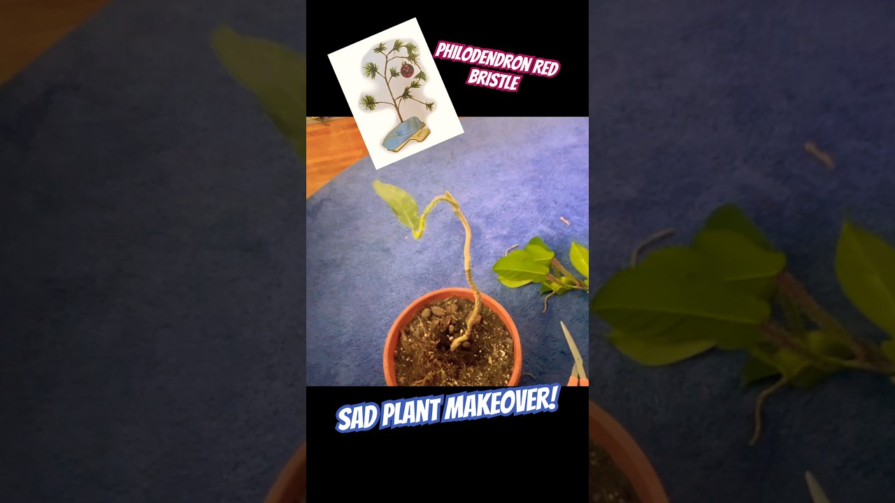 4 months in 2 mins🌿from stretchy to fetchy✨red bristle philodendron #plantmakeover #gardeningtips