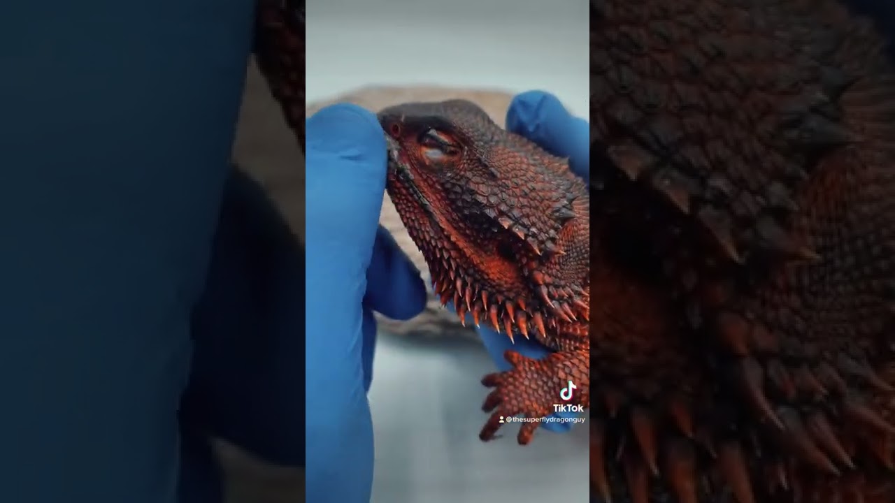 I&rsquo;ve had dragons scratch there eye with there back claw and cost me lots of $