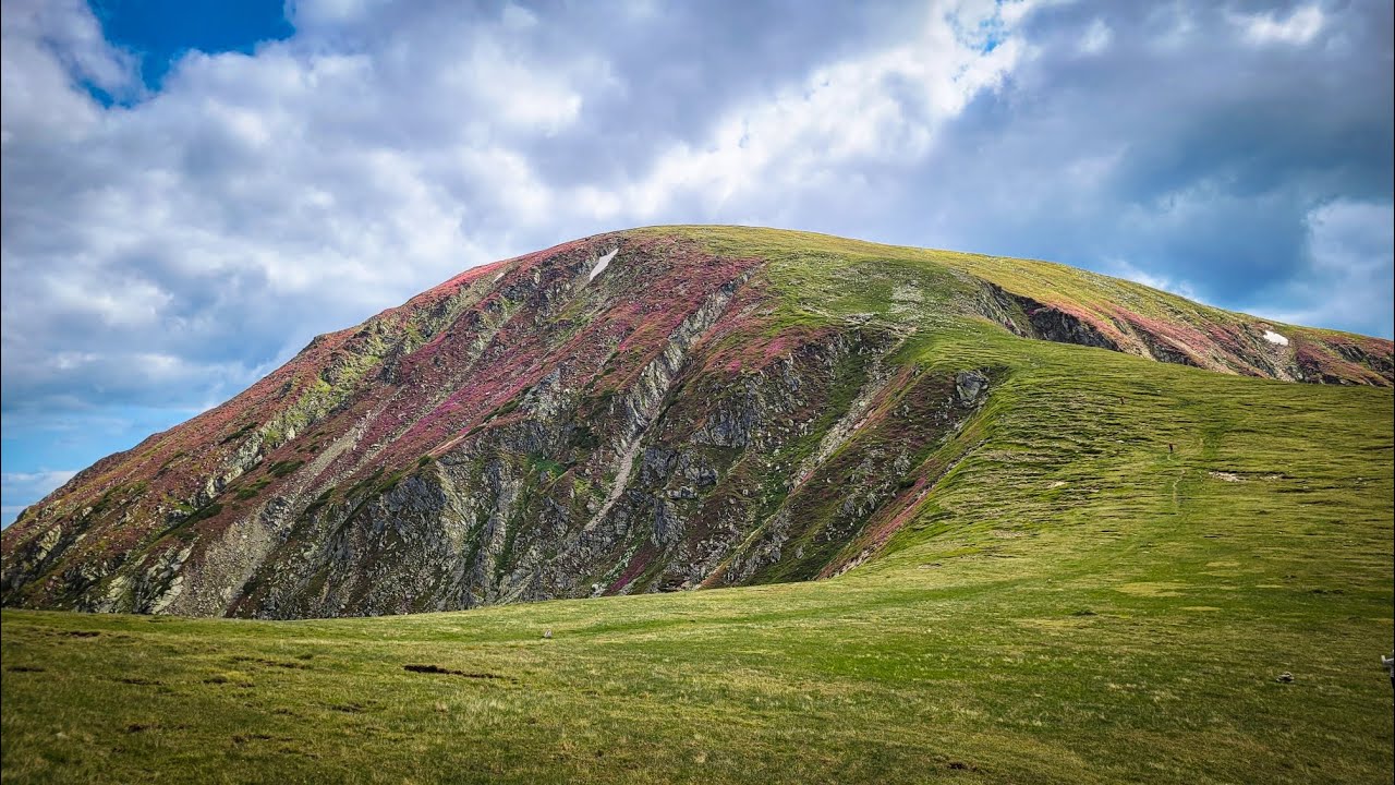 Feerie de Rhododendron pe Transalpina și muntele Mohoru