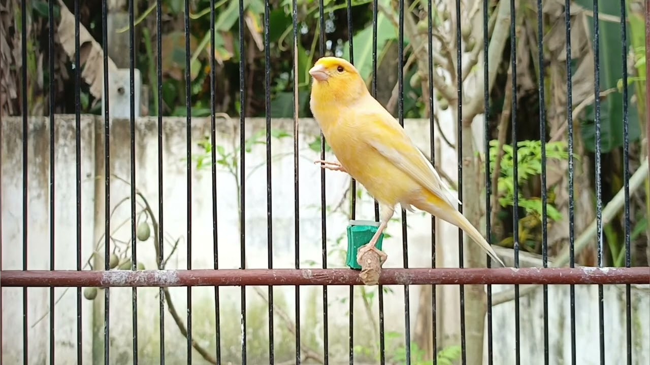 Canary Training Song !