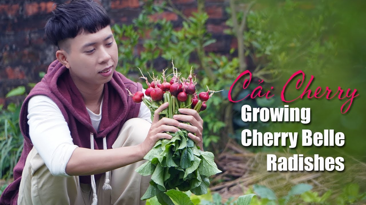 Trồng củ cải đỏ cherry và cái kết như ý- Cuộc sống nông thôn tập 40