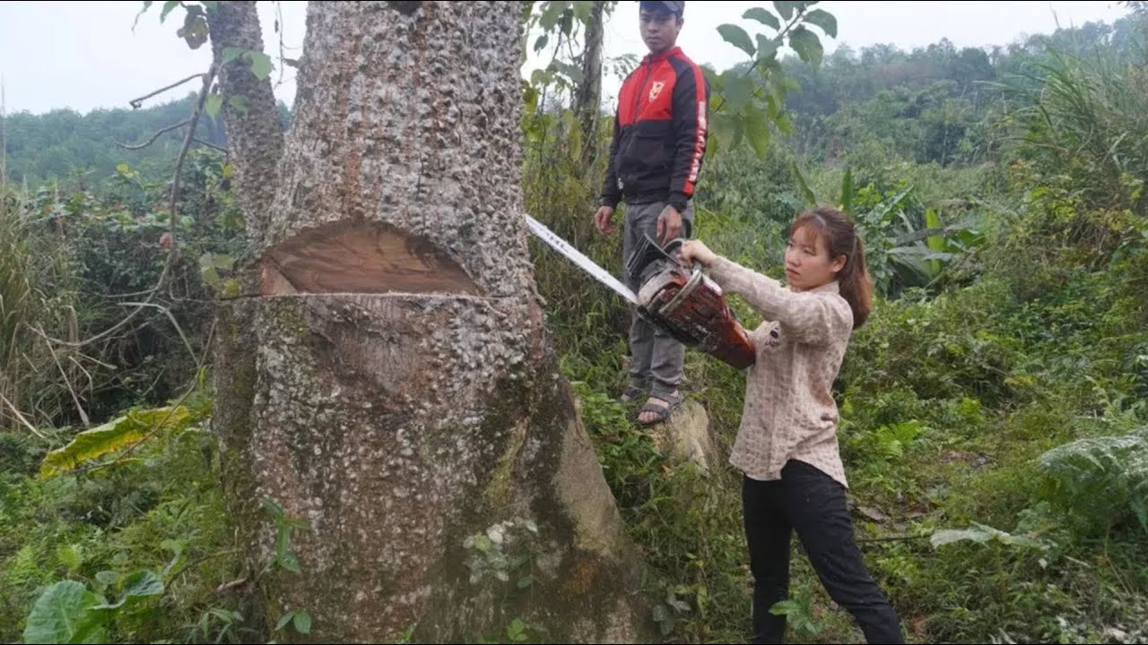 Extreme Dangerous Chainsaw Cutting Big Tree Machines, Harvesting Tree and Transfer on The Car