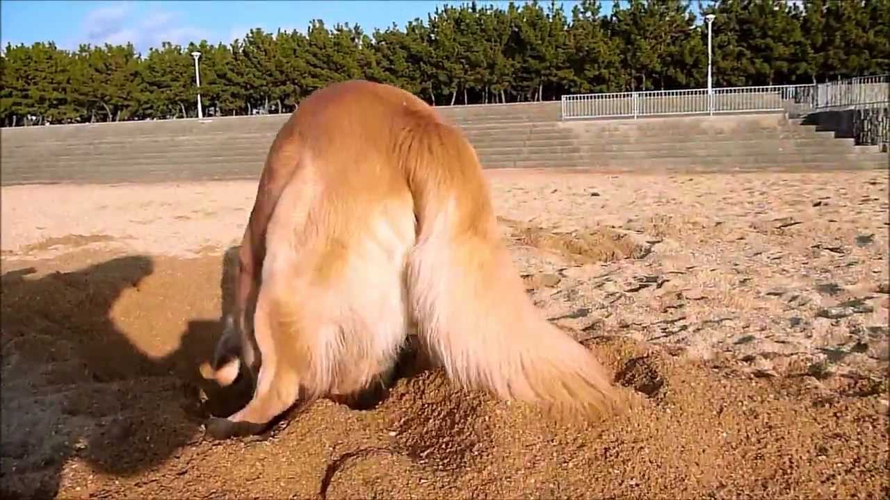 ゴールデンレトリバー穴掘った後は（笑）After digging a hole on the beach..