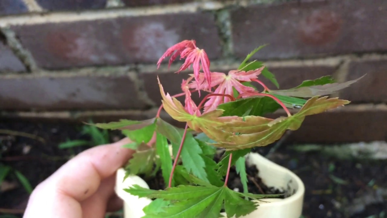 Japanese Maple From Seed