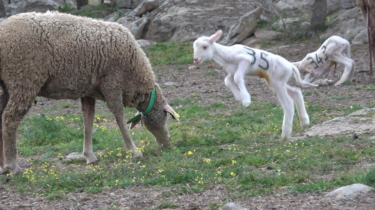 🐑 Ovejas y corderos, madres e hijos en la dehesa, solo observamos ASMR