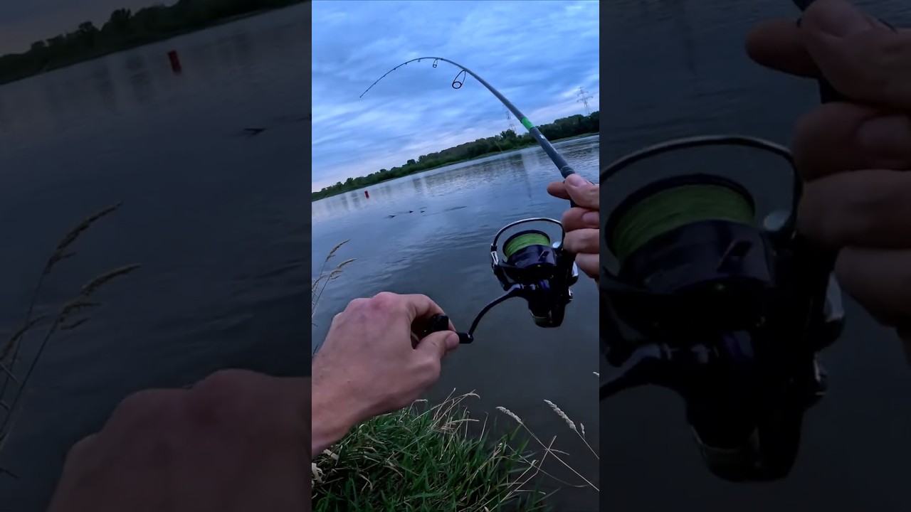 WIŚLANA KLUSKA 45+, CAŁY FILM W OPISIE #kleń #wędkarstwo #fishing #wisła #warszawa #lato #spinning