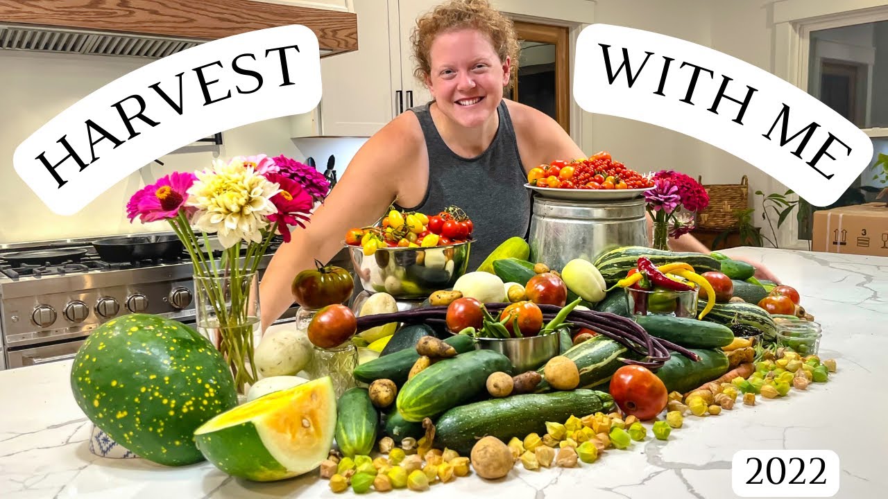 Largest Garden Harvest of 2022🍅🍉🥒